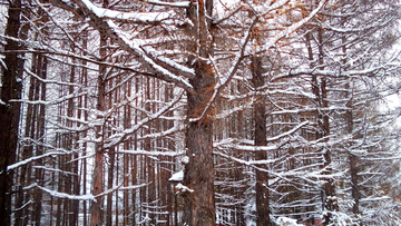 大雪压青松