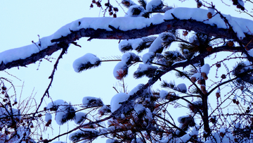 大雪压青松