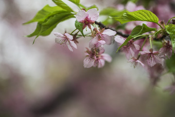 樱花