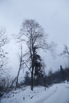 雪地