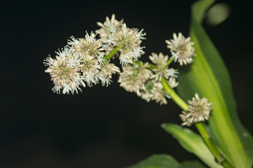 巴西木花开