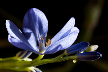 雨久花