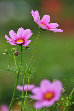 格桑花