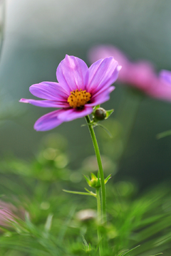 格桑花