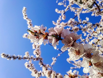 盛开桃花