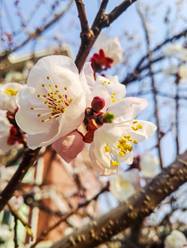 盛开桃花