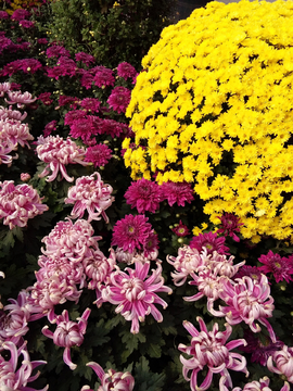 菊花