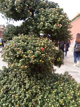 菊花
