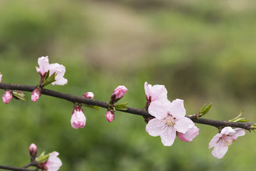 桃花