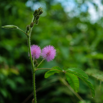 含羞草花