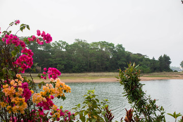 绿岸湖水