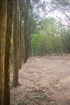 小叶桉树