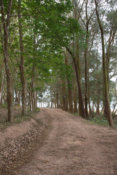 林间小路