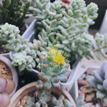 多肉植物开花