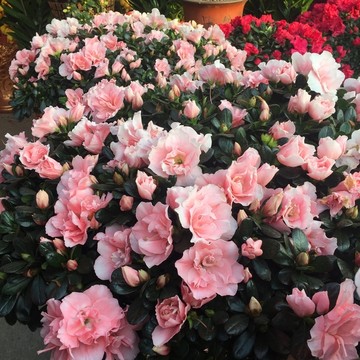 粉色茶花