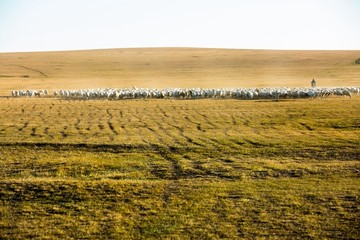 秋季草原羊群