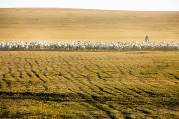 秋季草原放牧羊群