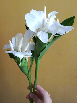 2枝白色的姜花