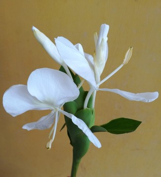 一枝白色的姜花