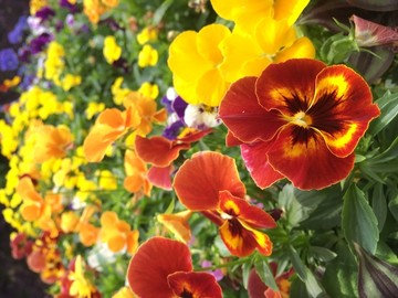 漂亮的花