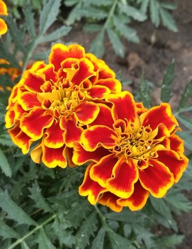 菊花