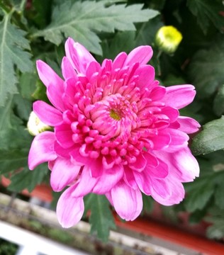 一朵菊花特写