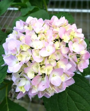 绣球花特写