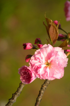 樱花