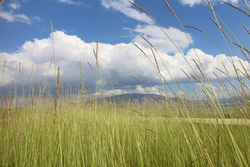 蓝天白云下的湿地草甸