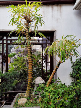 个园盆栽竹子
