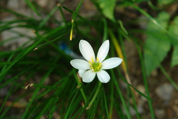 一朵葱莲花