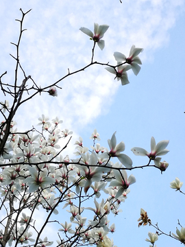 白玉兰花枝