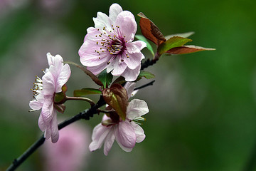 桃花朵朵开