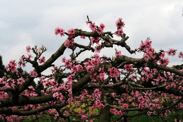 桃花树