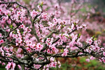 桃花树