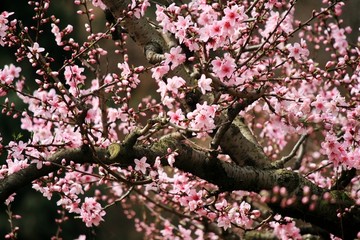 桃花树