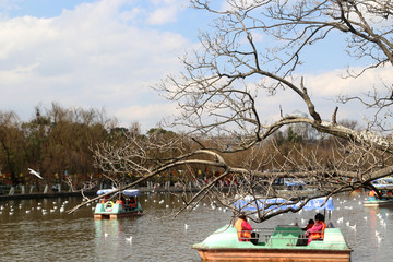 翠湖公园海鸥