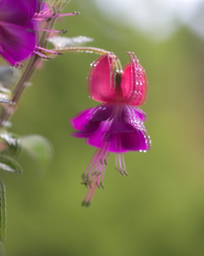 灯楼花