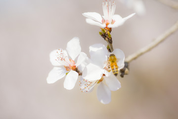 白梅花特写