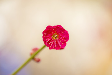 红梅花特写