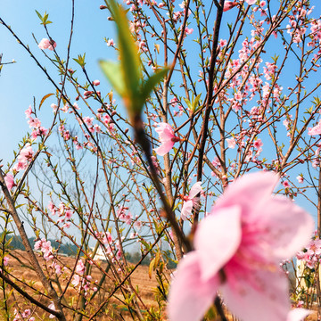 桃花