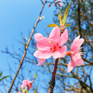 桃花