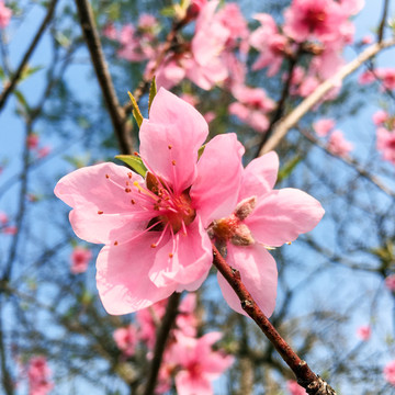 桃花