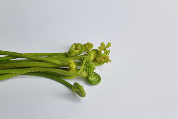 蕨菜龙爪
