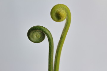 蕨菜野菜