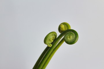 蕨菜野菜