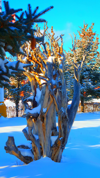 雪松