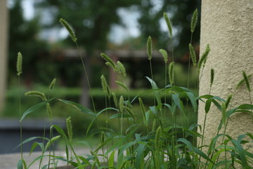 狗尾巴草