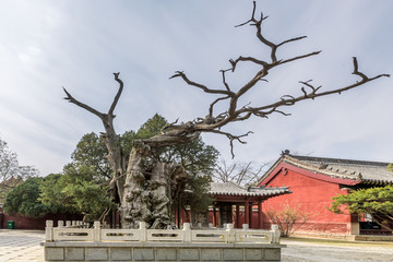 岱庙古树古建