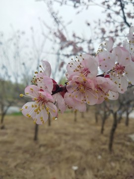 杏花春雨